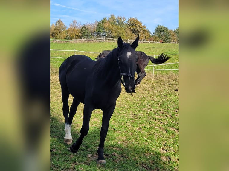 Schlesier Merrie 2 Jaar 162 cm in Tiefenbach