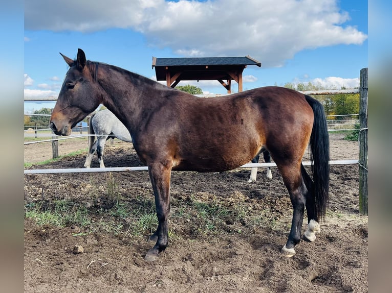Schlesier Merrie 2 Jaar 162 cm Roodbruin in Zdzierczyzna