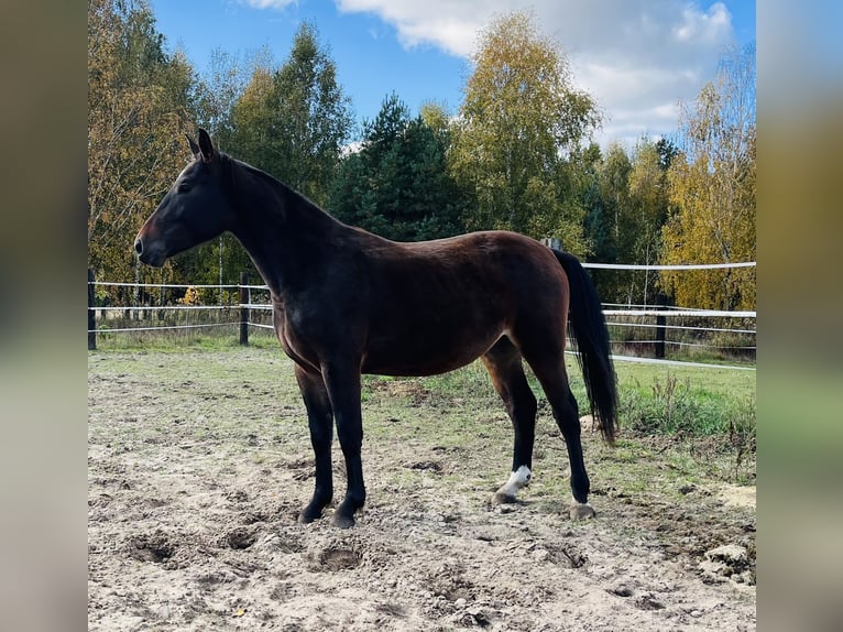Schlesier Merrie 2 Jaar 162 cm Roodbruin in Zdzierczyzna