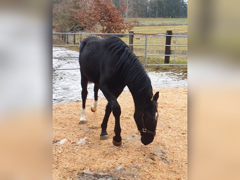 Schlesier Merrie 2 Jaar 165 cm in Tiefenbach