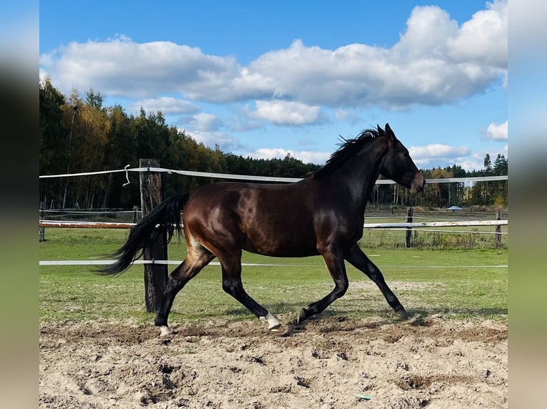 Schlesier Merrie 3 Jaar 162 cm Roodbruin in Zdzierczyzna