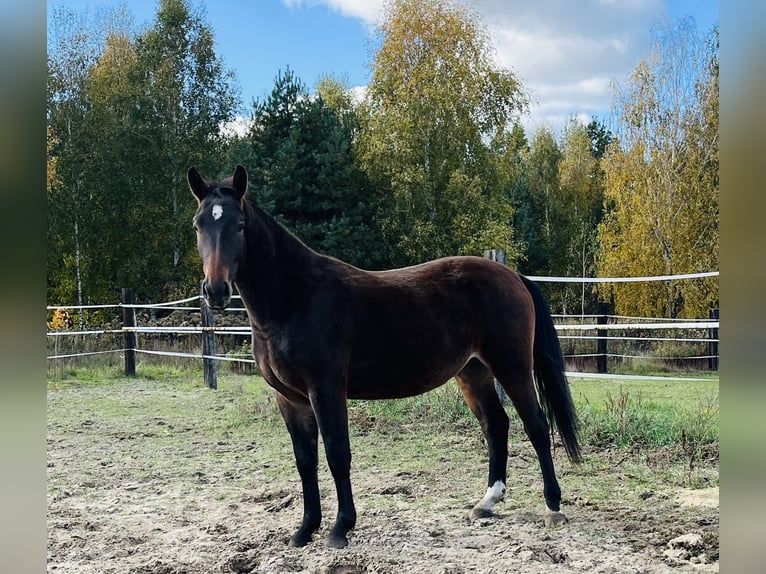 Schlesier Merrie 3 Jaar 162 cm Roodbruin in Zdzierczyzna