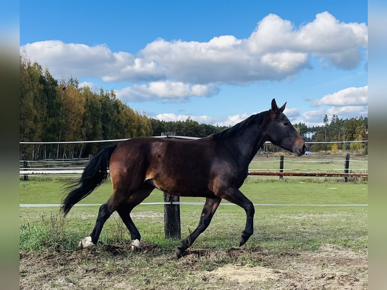 Schlesier Merrie 3 Jaar 162 cm Roodbruin in Zdzierczyzna