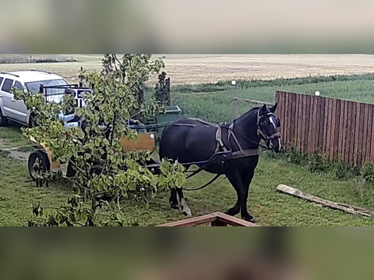 Schlesier Merrie 3 Jaar 163 cm Zwart in MIE&#x15A;CISKO