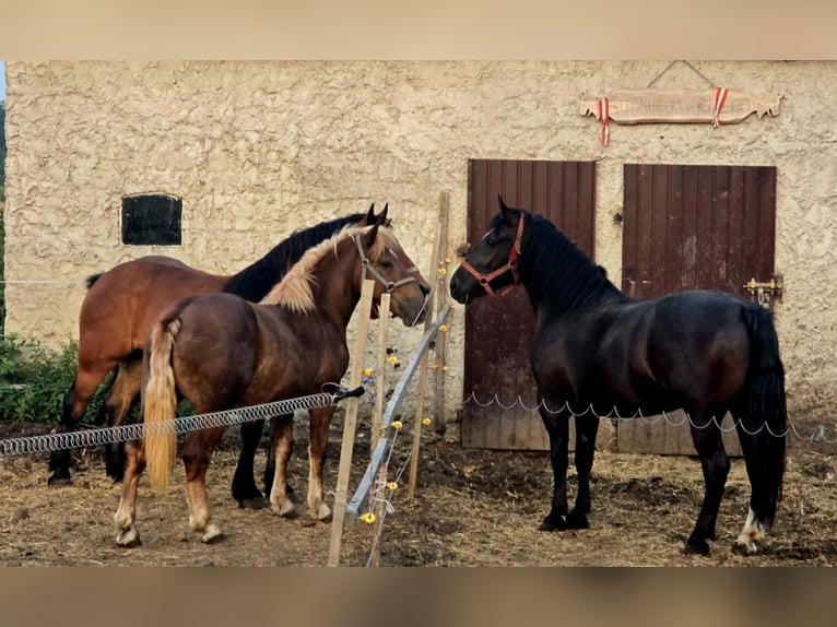 Schlesier Merrie 3 Jaar 163 cm Zwart in MIE&#x15A;CISKO