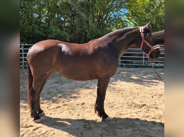 Schlesier Merrie 3 Jaar 163 cm Zwart in Aarbergen