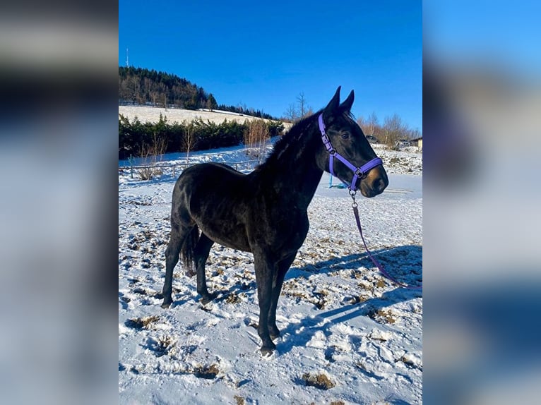 Schlesier Merrie 3 Jaar 165 cm Zwart in Jelenia Góra