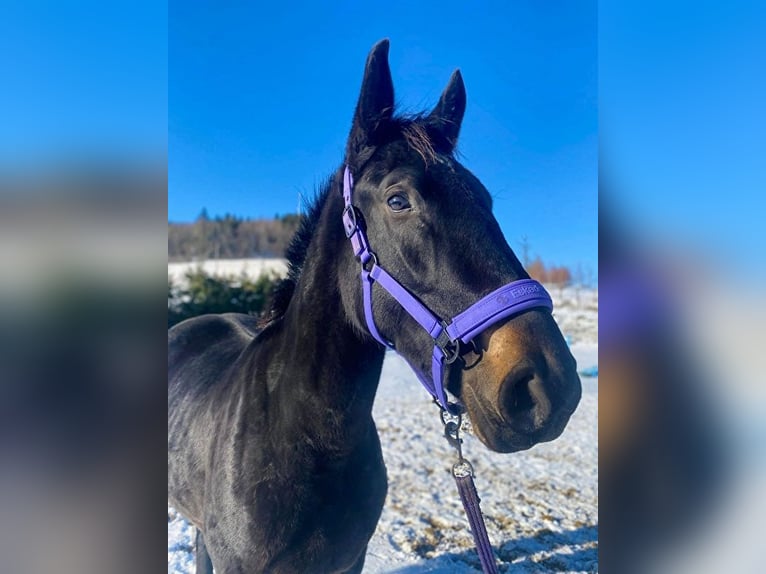 Schlesier Merrie 3 Jaar 165 cm Zwart in Jelenia Góra