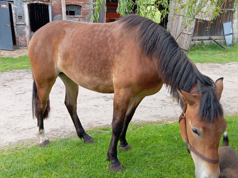 Schlesier Merrie 3 Jaar 166 cm Falbe in Kobyla Góra