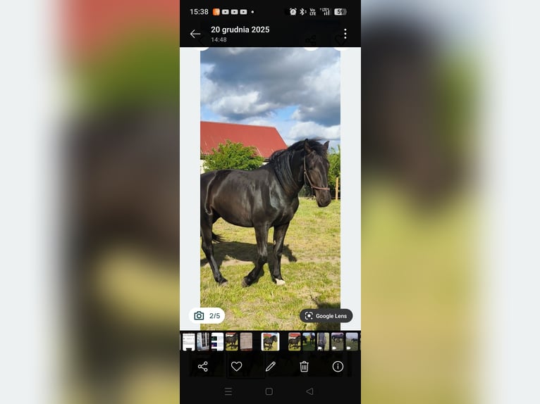 Schlesier Merrie 3 Jaar Zwart in Bogdaniec