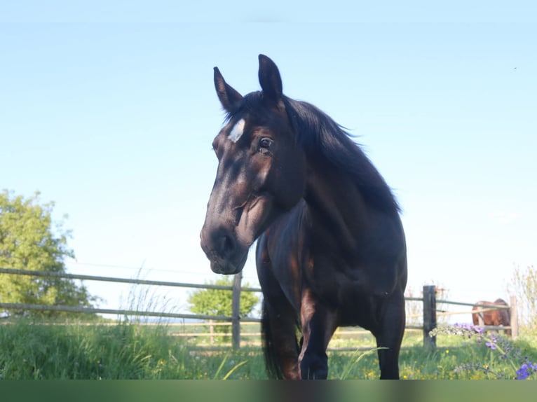Schlesier Merrie 4 Jaar 160 cm Zwart in Bad Wimpfen