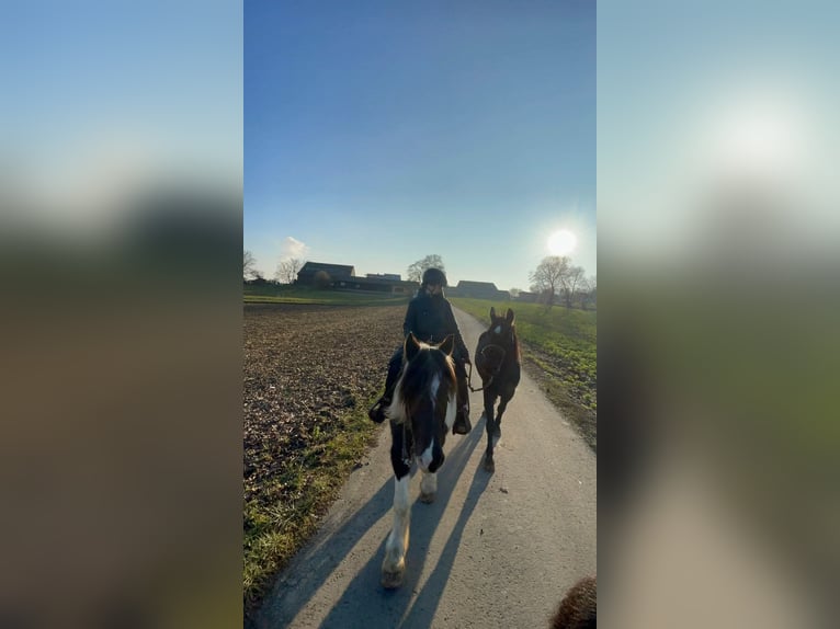 Schlesier Merrie 4 Jaar 160 cm Zwart in Bad Wimpfen