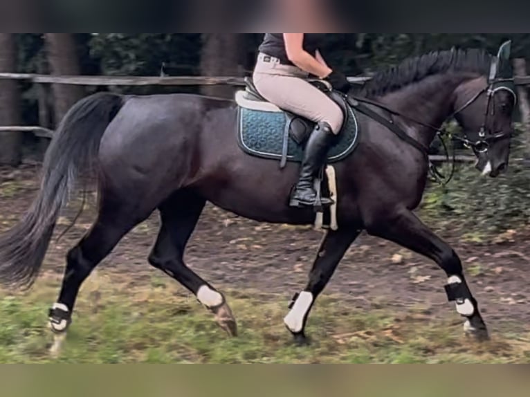 Schlesier Merrie 4 Jaar 162 cm Zwart in Westerstede