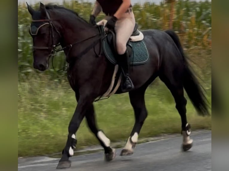 Schlesier Merrie 4 Jaar 162 cm Zwart in Westerstede