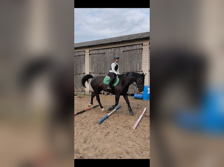 Schlesier Merrie 4 Jaar 165 cm Zwart in Gniezno
