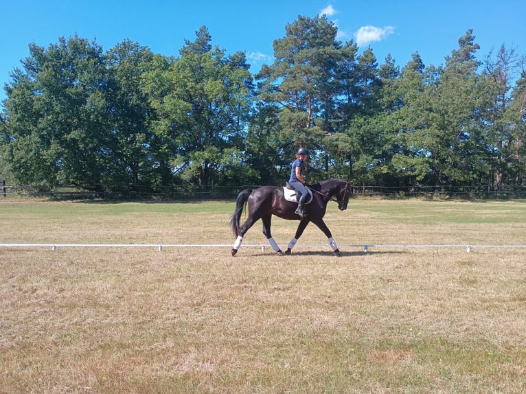 Schlesier Merrie 4 Jaar 166 cm Zwart in Leszno Dolne