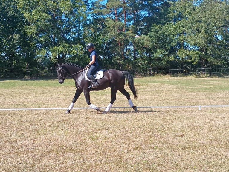 Schlesier Merrie 4 Jaar 166 cm Zwart in Leszno Dolne