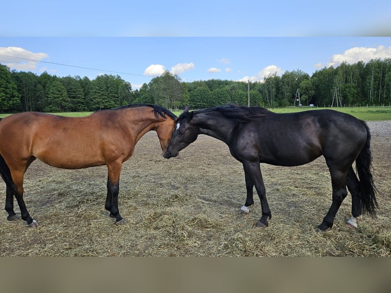 Schlesier Merrie 4 Jaar 166 cm Zwart in Młodzieszyn