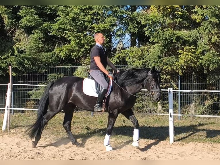Schlesier Mix Merrie 4 Jaar 167 cm Zwart in Forst