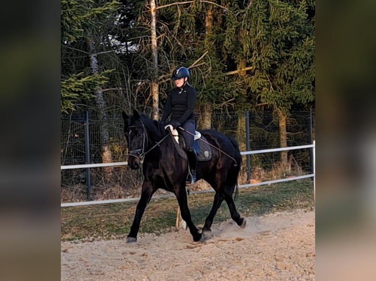 Schlesier Merrie 4 Jaar 167 cm Zwartbruin in Forst