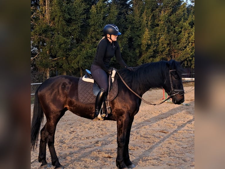 Schlesier Merrie 4 Jaar 167 cm Zwartbruin in Forst