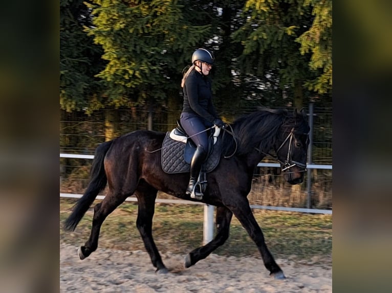Schlesier Merrie 4 Jaar 167 cm Zwartbruin in Forst
