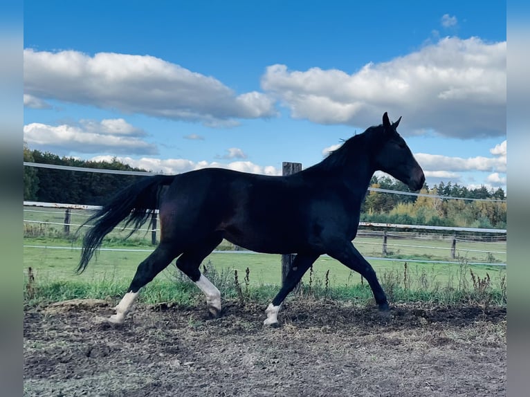Schlesier Merrie 4 Jaar 167 cm Zwartbruin in Zdzierczyzna