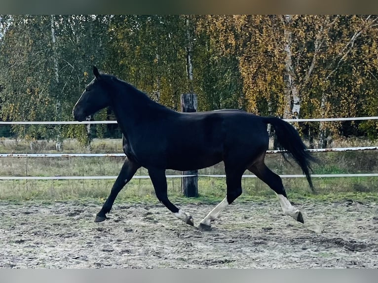 Schlesier Merrie 4 Jaar 167 cm Zwartbruin in Zdzierczyzna