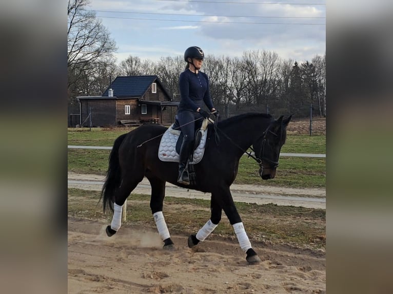 Schlesier Merrie 4 Jaar 168 cm Donkerbruin in Forst