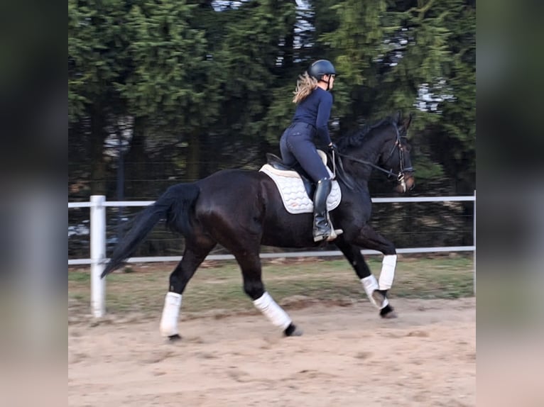 Schlesier Merrie 4 Jaar 168 cm Donkerbruin in Forst