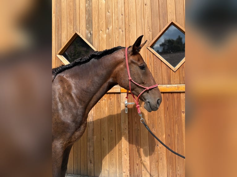 Schlesier Merrie 5 Jaar 163 cm Bruin in Eggerm&#xFC;hlen