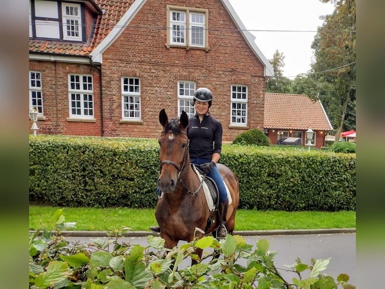 Schlesier Merrie 5 Jaar 163 cm Bruin in Eggerm&#xFC;hlen