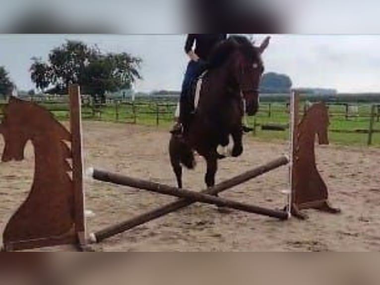 Schlesier Merrie 5 Jaar 163 cm Bruin in Eggerm&#xFC;hlen