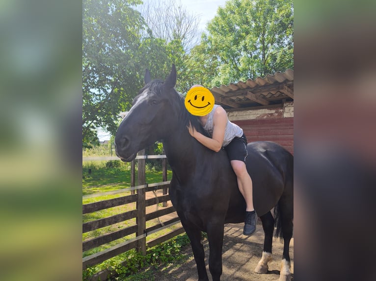 Schlesier Merrie 5 Jaar 163 cm Zwartbruin in Erftstadt