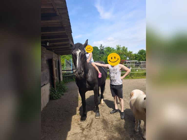 Schlesier Merrie 5 Jaar 163 cm Zwartbruin in Erftstadt