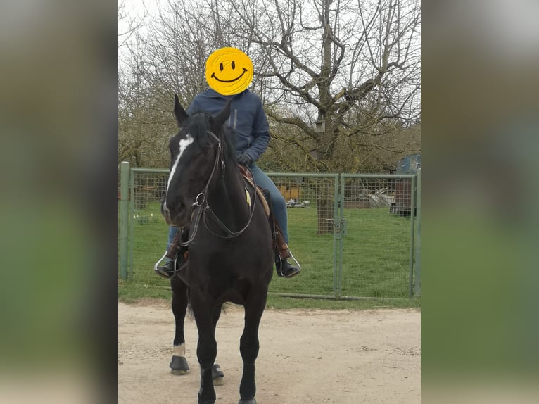 Schlesier Merrie 5 Jaar 163 cm Zwartbruin in Erftstadt
