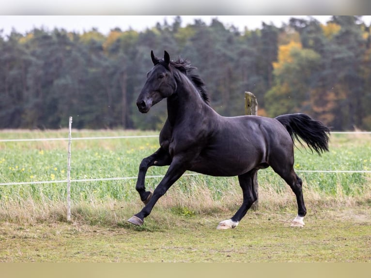 Schlesier Merrie 5 Jaar 167 cm Zwart in Moskorzew
