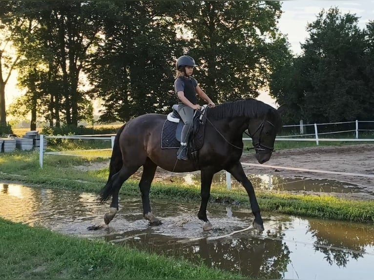 Schlesier Merrie 6 Jaar 167 cm Donkerbruin in Forst
