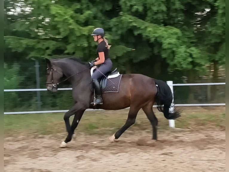 Schlesier Merrie 6 Jaar 168 cm Donkerbruin in Forst