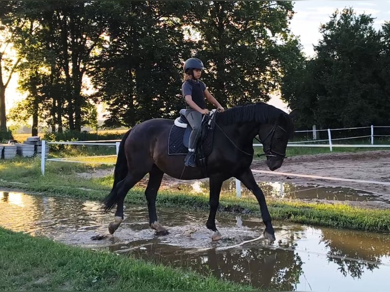 Schlesier Merrie 6 Jaar 168 cm Donkerbruin in Forst