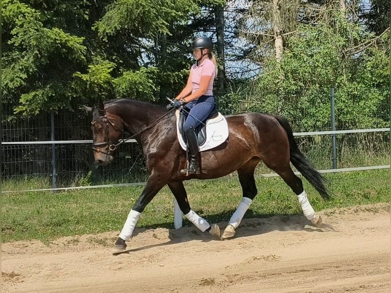 Schlesier Merrie 6 Jaar 168 cm Donkerbruin in Forst