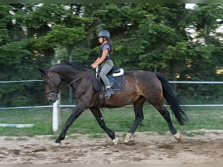 Schlesier Merrie 6 Jaar 168 cm Donkerbruin in Forst