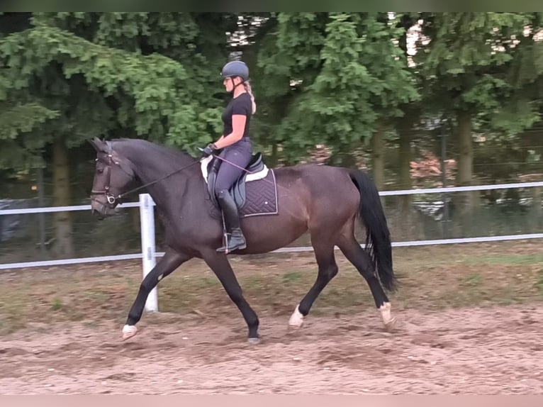 Schlesier Merrie 6 Jaar 168 cm Donkerbruin in Forst