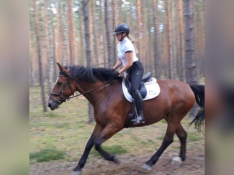 Schlesier Merrie 7 Jaar 168 cm Bruin in Forst