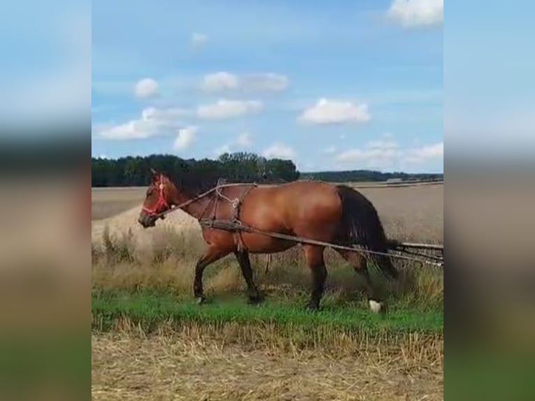 Schlesier Merrie 7 Jaar 168 cm Bruin in Forst