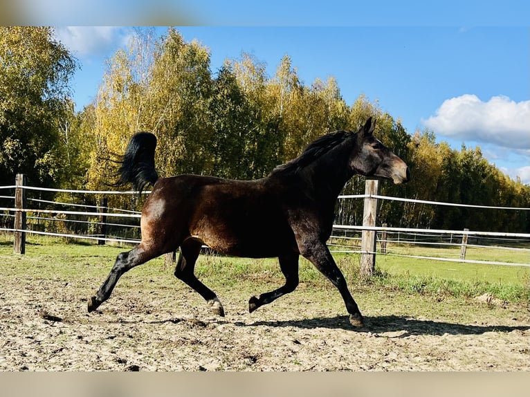 Schlesier Merrie 9 Jaar 169 cm Donkerbruin in Zdzierczyzna