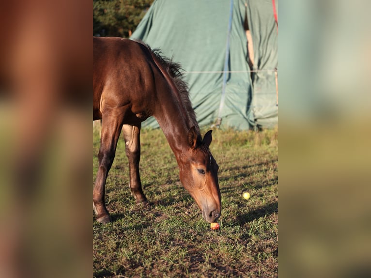 Schlesier Merrie Veulen (03/2025) Bruin in Deszczno