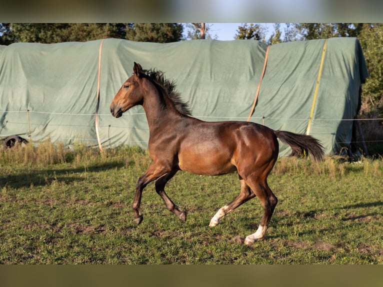 Schlesier Merrie Veulen (03/2025) Bruin in Deszczno