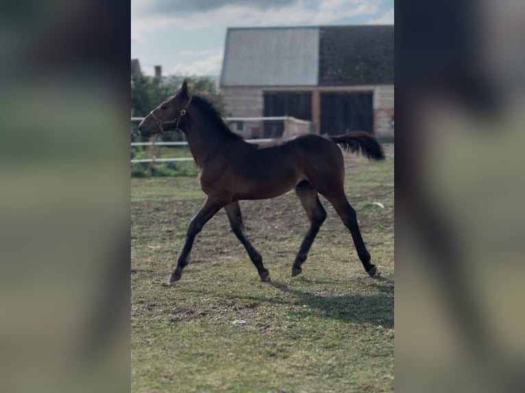 Schlesier Merrie Veulen (04/2025) Bruin in Bia&#x142;yka&#x142;