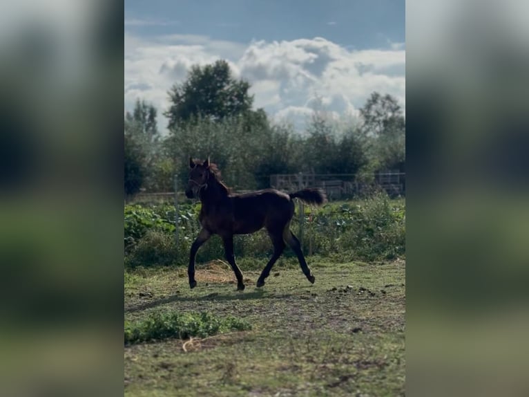 Schlesier Merrie Veulen (04/2025) Bruin in Bia&#x142;yka&#x142;